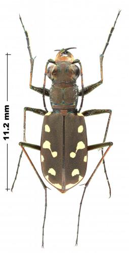 Réf. 244 817 : Cicindelidia sedecimpunctata
